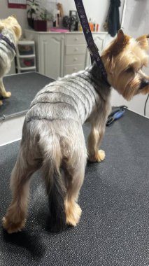 Yorkshire Teriyeri kısa saç kesiminden sonra arkasında çizgiler var. Bakım salonu. Şirin küçük köpek. yaratıcı tımar