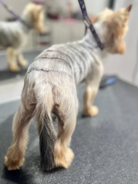 Yorkshire Teriyeri 'ni kısa saç kesiminden sonra kapatın. Sırtında çizgiler olsun. Bakım salonu. Genç bir hayvan. Şirin küçük köpek. arka plan