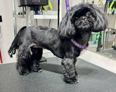 Siyah shih tzu köpeğini tımardan sonra masasında mavi ile kapat. Hayvan bakımı. Bakım salonu