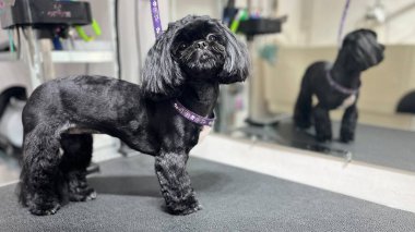 Saçını kestirdikten sonra masasında mavi duran sevimli siyah shih tzu köpeği ve kısa yaz saç kesimiyle arka planda banyo yapıyor. Hayvan bakımı. Bakım salonu