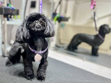 Mavi köpekli şirin siyah shih tzu saç kesiminden sonra masasında duruyor ve aynanın arkasında banyo yapıyor. Hayvan bakımı. Bakım salonu