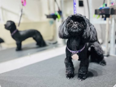 Mavi köpekli siyah shih tzu köpeğinin saç kesiminden sonra masasında duruşu ve aynanın arkasında banyo yapışı. Hayvan bakımı. Bakım salonu