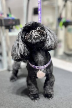 Manzaralı siyah shih tzu köpeği tımardan sonra masasında duruyor. Hayvan bakımı. Bakım salonu