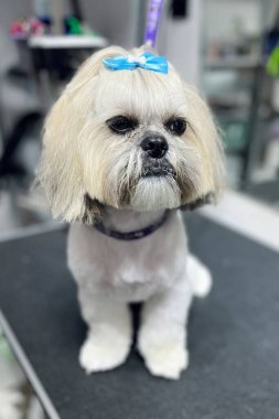 Kafasında mavi fiyonk olan beyaz ve bej renkli shih tzu köpeği tımar masasında oturur. Hayvan bakımı. Bakım salonu