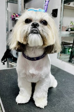 Kafasında mavi fiyonk olan beyaz ve bej renkli shih tzu köpeği tımar masasına oturur. Hayvan bakımı. Bakım salonu