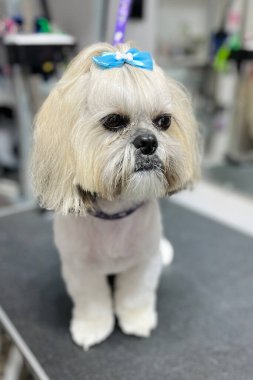 Kafasında mavi fiyonk olan beyaz ve bej renkli shih tzu köpeği tımar masasında oturur. Hayvan bakımı. Shih tzu 'yu tımar etmek
