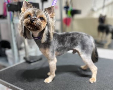 Yorkshire Teriyeri kısa saç kesimi ve banyodan sonra. Bakım salonu. Genç bir hayvan. Şirin küçük köpek.