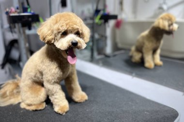 Arkaplanda ayna olan sevimli kahverengi köpek tımar masasında oturuyordu. Tımarlama. Hayvan bakımı. Boşluğu kopyala