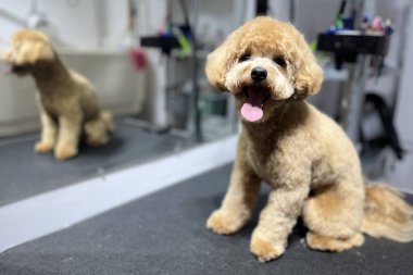Şirin kahverengi maltipoo köpeği tımar masasında oturuyor. Tımarlama. Hayvan bakımı. Boşluğu kopyala