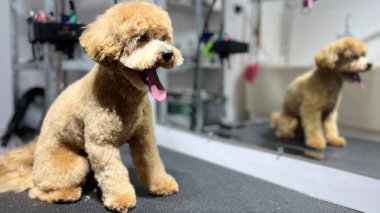Şirin kahverengi maltipoo köpeği aynanın arka planında tımar masasında oturuyor. Tımarlama. Hayvan bakımı. Boşluğu kopyala