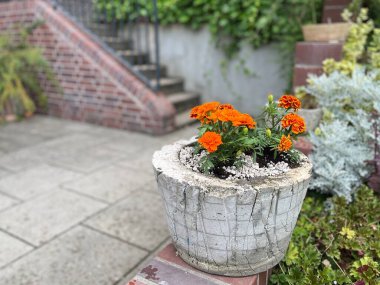 Parlak turuncu çiçeklerle dolu bir terra-cotta tenceresi tuğla bir duvarda duruyor..