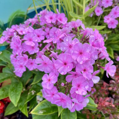 Canlı pembe çiçekler, renkli bir bahçede yemyeşil yapraklarla çevrili çiğ damlalarıyla birlikte toplanır..