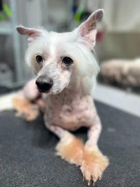 After haircut and bathing white color Chinese Crested dog with short hair lying on grooming table . pet . grooming salon