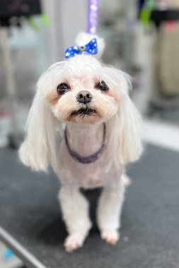 after haircut and bathing white color dog breed maltese with short haircut sits on grooming table with blue bow on head and long ears . pet . grooming salon