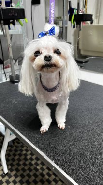 close up after haircut and bathing white dog breed maltese sits on grooming table with blue bow on head and long ears. pet. cute dog, grooming salon
