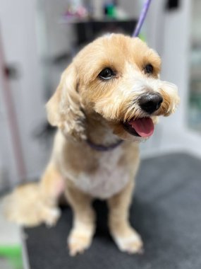 Saç kesimi ve banyo bejli maltipoo sosislisi açık ağızla tımar masasına oturur. Evcil hayvan. Şirin köpek.