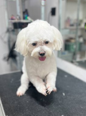 Maltese dog on the groomer's table after a haircut keeps its paws close together. Grooming salon