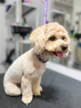 close up after haircut and bath beige maltipoo dog sits on grooming table . pet . front view . cute dog