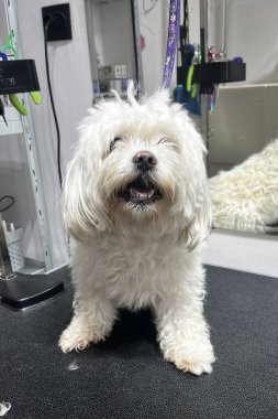 Maltese dog on the groomer's table before a haircut