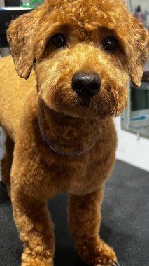 Sonra saç kesimi ve banyo kahverengi maltipoo köpeği bulanık arka planda duruyor. Evcil hayvan. ön görünüm