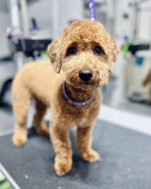 After haircut and bath, brown Maltipoo dog stands on grooming table. Pet
