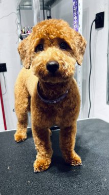 Saç kesiminden ve banyo kahverengi maltipoo köpeğinin tımar masasında durmasından hemen sonra. Evcil hayvan. Ön manzara. Şirin köpek.