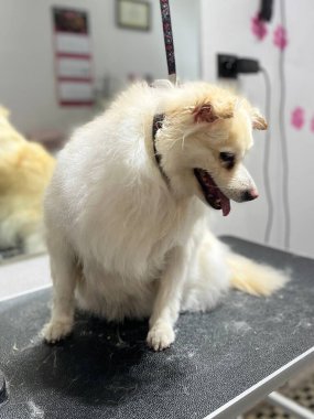 Banyo yaptıktan sonra orta boyda bej saçlı melez köpeği tımar masasına oturtur. Hayvan bakımı salonu