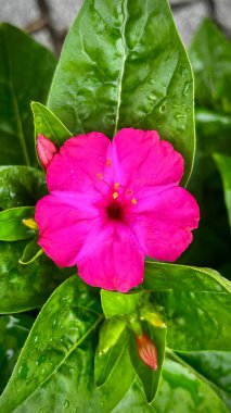 Yağmurdan sonra taze yeşil yapraklı parlak pembe bir çiçeğin yakın çekimi. Yeşillik yapraklarında su damlacıkları olan canlı morumsu bir çiçek..