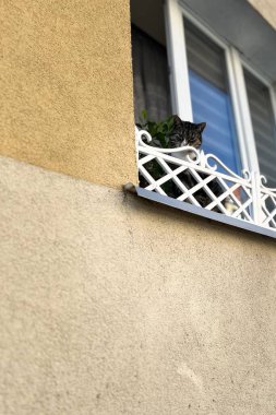 Beyaz dekoratif bir balkon korkuluğunda oturan tekir kedi bir binanın bej kaplama duvarına tutturulmuş. Kedinin arkasındaki pencere açık, perdeler ve panjurlar görünür durumda, bu da bir yerleşim yeri olduğunu gösteriyor.