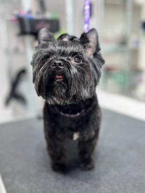 After haircut and bath, black Yorkshire Terrier dog stands on grooming table