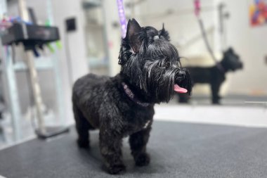 Küçük şirin Yorkshire Teriyeri. Parlak siyah paltosu içeride duruyor..