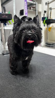 Siyah Yorkshire Teriyeri şık bir saç kesimine sahip bir bakım masasına yeni dikilmiş..