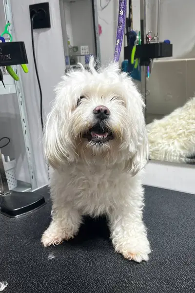 Maltese dog on the groomer's table before a haircut