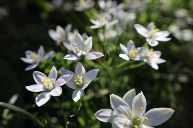 Bahçede beyaz çiçekler