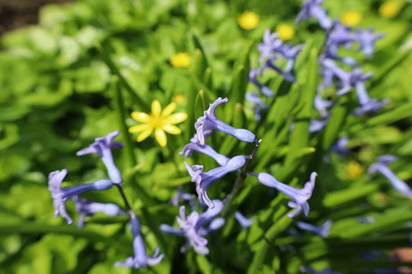 Fleurs Printanières Bleu Jaune — Photo