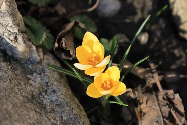 Belle Fleur Crocus Jaune Dans Forêt — Photo
