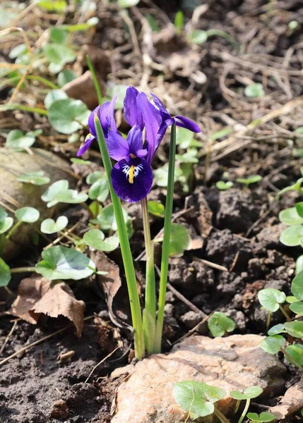 Beau Iris Violet Dans Jardin Printemps — Photo