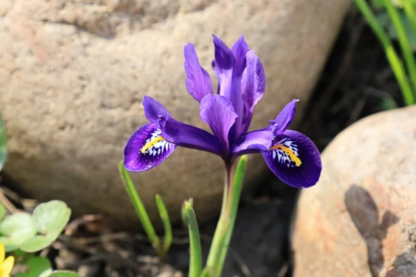 Fleurs Violettes Iris Réticulé — Photo