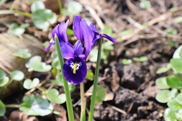 Belle Fleur Iris Pousser Avec Des Feuilles Vertes Printemps Temps — Photo