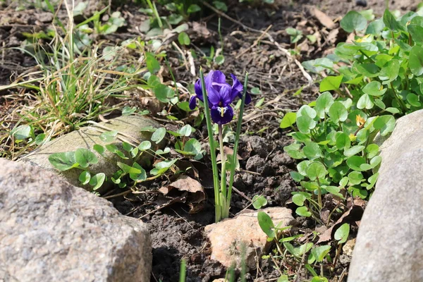 Beau Iris Violet Sur Fond Herbe Verte — Photo