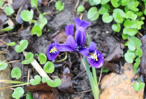 Hermosas Flores Iris Púrpura Principios Primavera —  Fotos de Stock