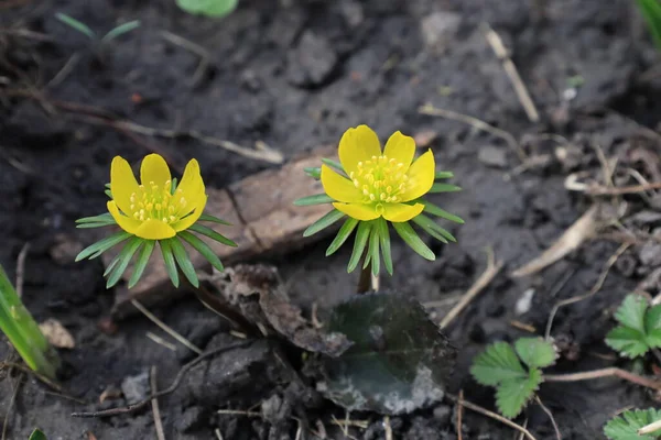 Żółty Eranthis Kwiaty Rosną Lesie — Zdjęcie stockowe