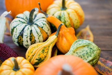 Dekoratif sonbahar balkabaklarının arka planı. Ahşap zemin üzerinde sonbahar yaprakları olan turuncu, sarı ve yeşil balkabakları. Cadılar Bayramı partisinin Şükran Günü hazırlıkları