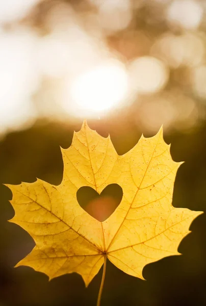 Jesienny Liść Wycięciem Kształcie Serca Jesienna Koncepcja Miłości — Zdjęcie stockowe