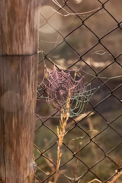 日の出に降下したクモの巣 陽射しで霧の朝の美しいクモの糸 — ストック写真