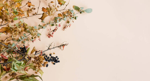 Banner with autumn leaves and berries. Dry leaves and berries on a beige background with copy space. Fall autumn concept