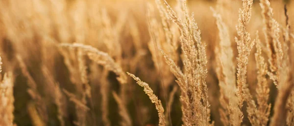 stock image Banner with beautiful field meadow at sunrise close up