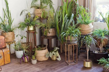 Büyük pencerenin yanındaki saksılarda yeşil bitkiler var.