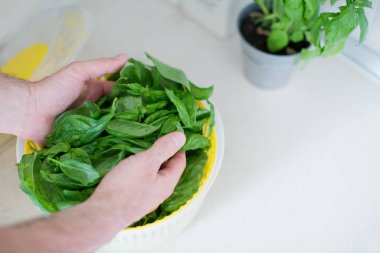 Açık mutfakta yeşil fesleğen yapraklı sarı santrifüj salata kurutucusu. Mutfak bitkisi hasadı, fotokopi alanı ile gıda konsepti. İnsan taze fesleğeni alır