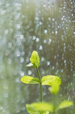 Pencerenin yanında yağmur damlaları olan taze nane bitkisi. Yeşil aromalı bitkiler